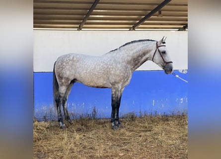 PRE Mix, Hengst, 9 Jaar, 164 cm, Appelschimmel