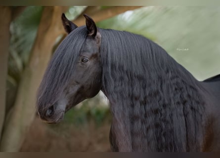 PRE, Hengst, 9 Jaar, 164 cm, Zwart