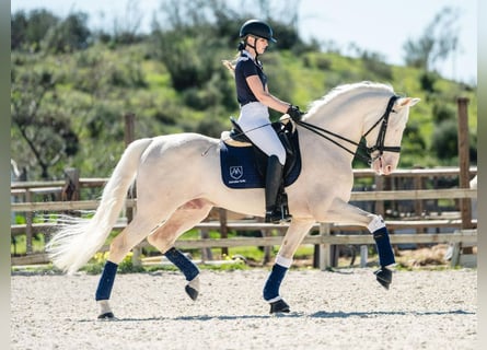 PRE Mix, Hengst, 9 Jaar, 165 cm, Perlino