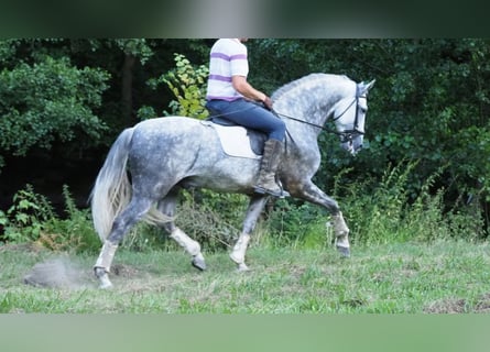 PRE Mix, Hengst, 9 Jaar, 166 cm, Schimmel