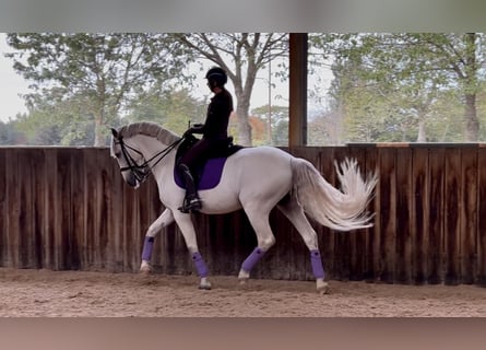 PRE Mix, Hengst, 9 Jaar, 167 cm, Schimmel