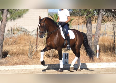 PRE Mix, Hengst, 9 Jaar, 168 cm, Roodbruin