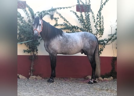 PRE Mix, Hengst, 9 Jaar, 168 cm, Schimmel