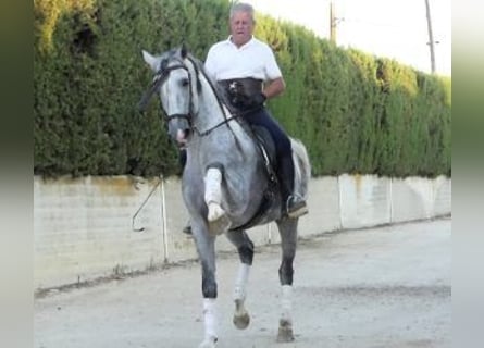 PRE Mix, Hengst, 9 Jahre, 162 cm, Schimmel