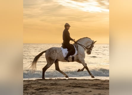 PRE Mix, Hengst, 9 Jahre, 164 cm, Schimmel