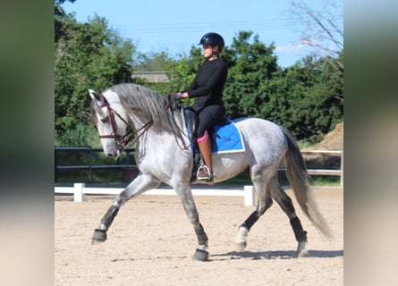 PRE Mix, Hengst, 9 Jahre, 165 cm, Apfelschimmel