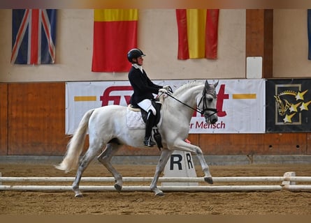 PRE Mix, Hengst, 9 Jahre, 165 cm, Schimmel