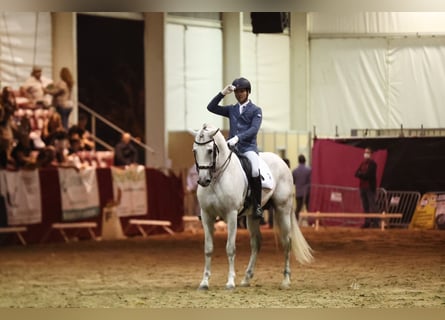 PRE Mix, Hengst, 9 Jahre, 165 cm, Schimmel