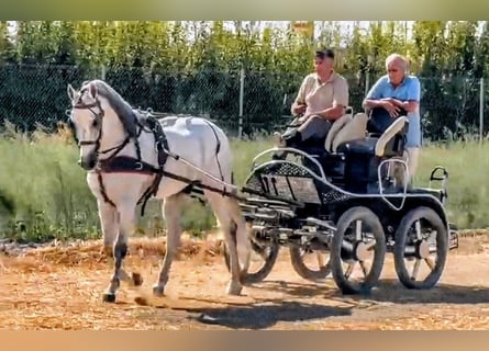 PRE, Hengst, 9 Jahre, 166 cm, Apfelschimmel