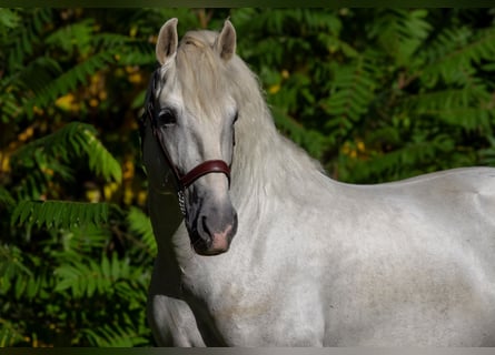 PRE, Hengst, 9 Jahre, 167 cm, Schimmel