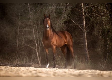 PRE Mix, Hengst, 9 Jahre, 169 cm, Brauner