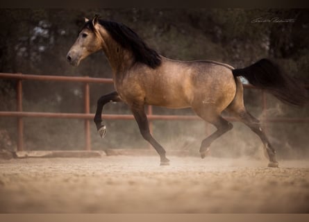 PRE Mix, Hengst, 9 Jahre, 173 cm