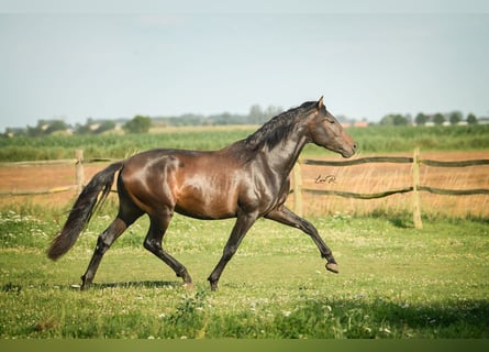 PRE, Hengst, 3 Jaar, 164 cm, Donkerbruin