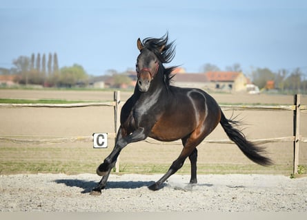 PRE, Hengst, 4 Jaar, 164 cm, Donkerbruin