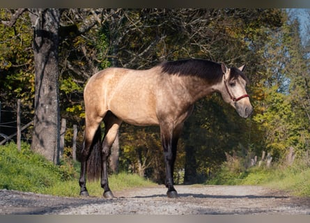 PRE, Hengst, 4 Jahre, 158 cm, Falbe