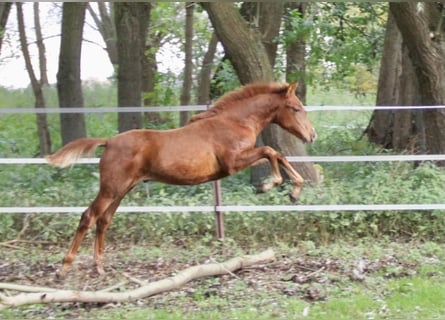PRE, Hengst, Fohlen (07/2023), 157 cm, Fuchs