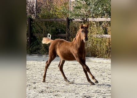 PRE, Hengst, Fohlen (07/2025), 160 cm, Fuchs