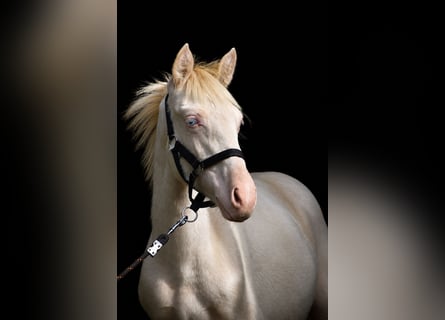PRE, Hengst, Fohlen (01/2026), 160 cm, Perlino