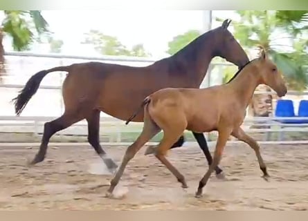 PRE, Hengst, Fohlen (04/2024), 162 cm, Buckskin