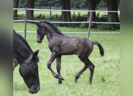 PRE, Hengst, Fohlen (07/2023), 163 cm, Rappe