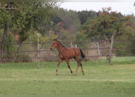 PRE, Hengst, Fohlen (05/2024), 165 cm, Brauner