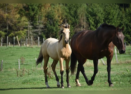 PRE, Hengst, Fohlen (03/2026), 165 cm, Buckskin