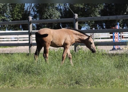 PRE, Hengst, Fohlen (05/2026), 165 cm, Buckskin