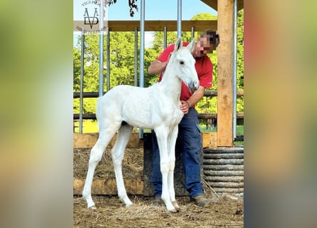 PRE Mix, Hengst, , 165 cm, Palomino
