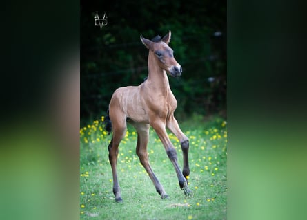 PRE, Hengst, , 165 cm, Schwarzbrauner