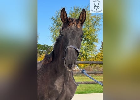 PRE, Hengst, Fohlen (03/2025), 168 cm, Rappe