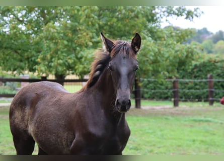 PRE, Hengst, Fohlen (05/2025), 170 cm, Rappe