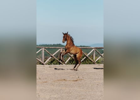 PRE, Hengst, Fohlen (04/2026), Kann Schimmel werden