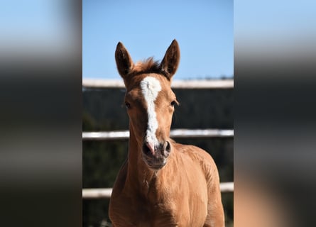 PRE, Hengst, , Palomino