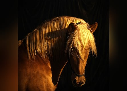 PRE, Hengst, 11 Jahre, 160 cm, Palomino