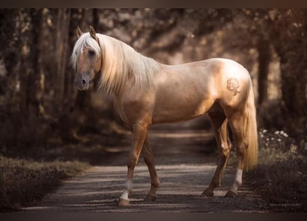 PRE, Hengst, 4 Jahre, 168 cm, Palomino
