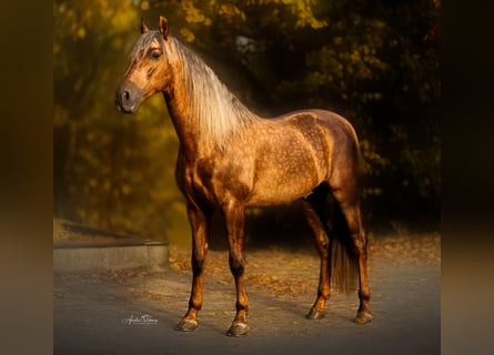 PRE, Hengst, 7 Jahre, 164 cm, Palomino