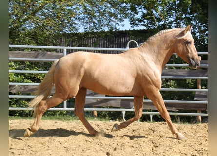 PRE, Hengst, 4 Jahre, 164 cm, Palomino
