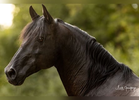 PRE, Hengst, 17 Jaar, 165 cm, Pearl