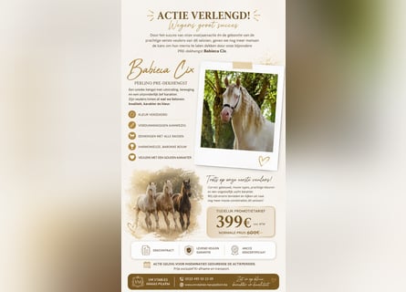 PRE, Hengst, 9 Jahre, 164 cm, Perlino