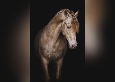 PRE, Hengst, 10 Jaar, 163 cm, Perlino