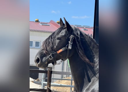 PRE, Hengst, 10 Jahre, 161 cm, Rappe