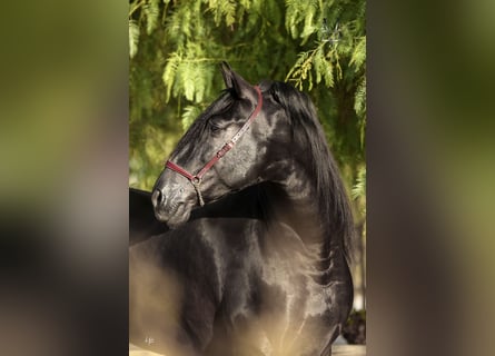 PRE, Hengst, 10 Jahre, 175 cm, Rappe