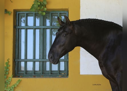 PRE, Hengst, 9 Jahre, 175 cm, Rappe