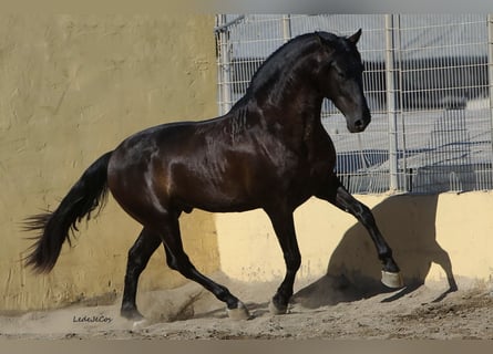PRE, Hengst, 9 Jahre, 175 cm, Rappe