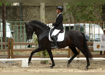 PRE, Hengst, 6 Jahre, 172 cm, Rappe