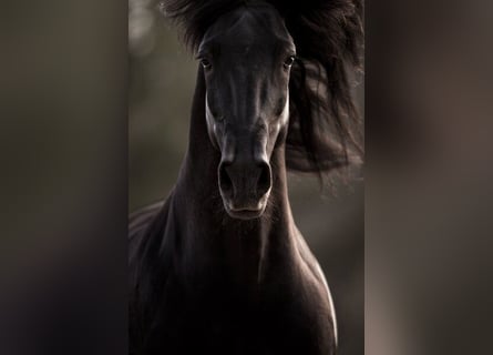 PRE, Hengst, 9 Jahre, 170 cm, Rappe