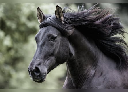 PRE, Hengst, 7 Jahre, 158 cm, Rappe