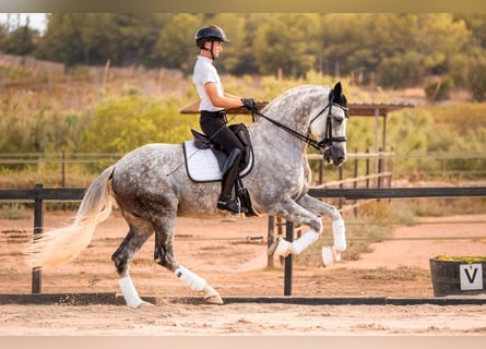 PRE, Hengst, 9 Jahre, 173 cm, Schimmel