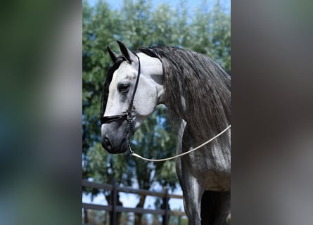 PRE, Hengst, 7 Jaar, 169 cm, Schimmel