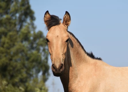 PRE, Hengst, veulen (03/2024), 160 cm, Buckskin